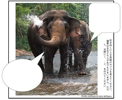 elephantstalk.jpg