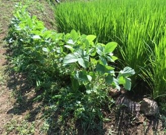 あぜ道と枝豆栽培.jpg